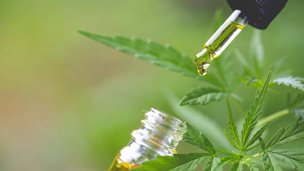 A dropper bottle dispenses a clear, golden liquid onto a cannabis leaf, highlighting the extraction of CBD oil. The background is softly blurred with green tones despite a large review finding CBD ineffective for chronic