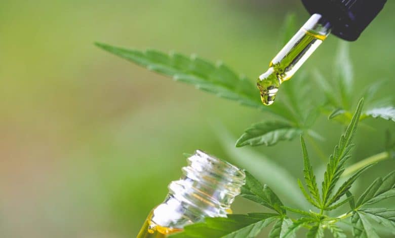 A dropper bottle dispenses a clear, golden liquid onto a cannabis leaf, highlighting the extraction of CBD oil. The background is softly blurred with green tones despite a large review finding CBD ineffective for chronic