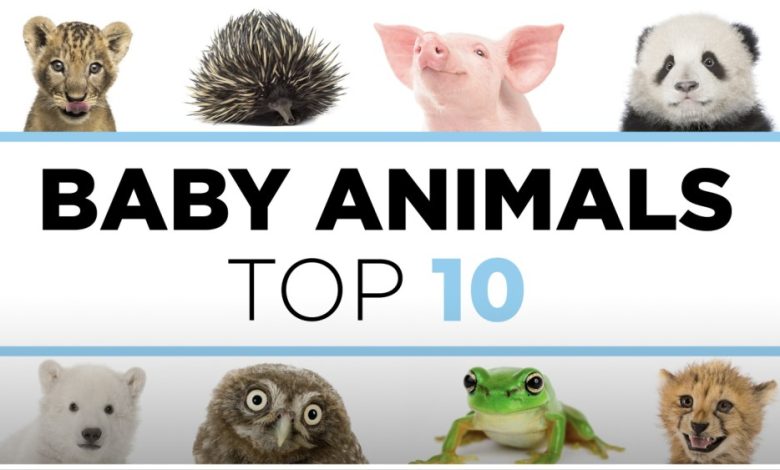 Image titled "Baby Animals: Top 10" S2 Set to Premiere on PBS Intl., featuring a lion cub, hedgehog, piglet, panda cub, polar bear cub, an owl,
