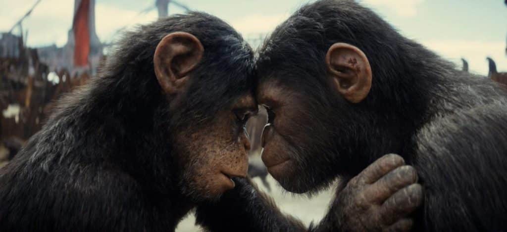 Two chimpanzees face each other closely, touching foreheads in a supportive and intimate gesture, with a blurred background of other chimps and structures.