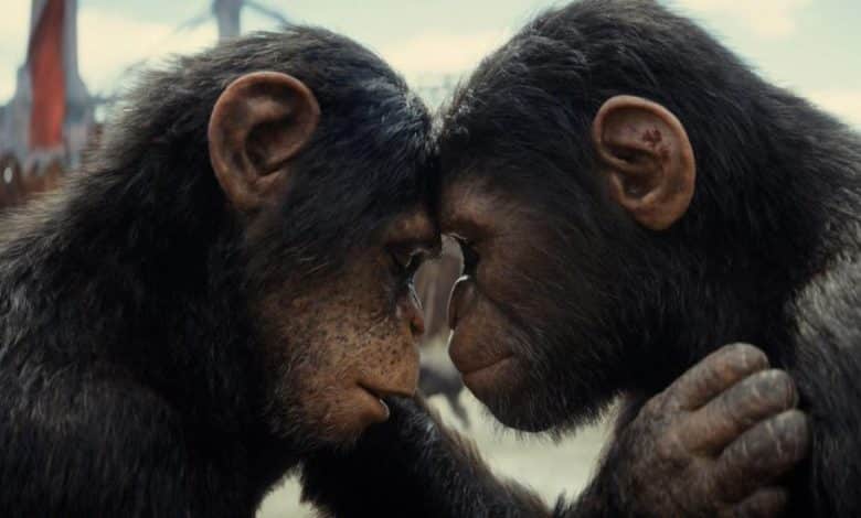 Two chimpanzees face each other closely, touching foreheads in a supportive and intimate gesture, with a blurred background of other chimps and structures.